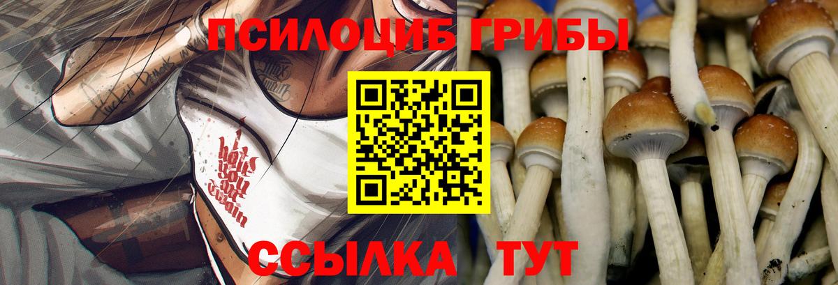 Псилоцибиновые грибы Psilocybe Сосновоборск
